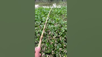 Nhấp cá rô mề #câucárôđồng #caucaro #câucárô