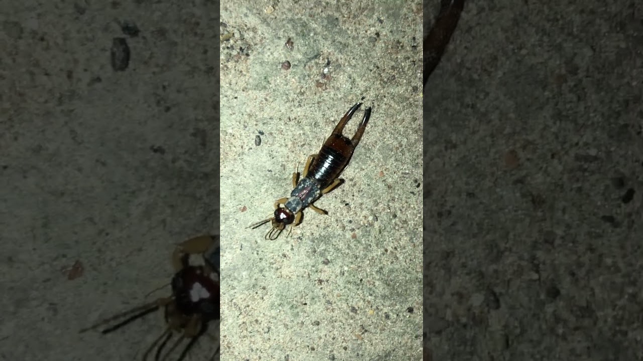 Côn trùng đuôi kìm Labidura riparia