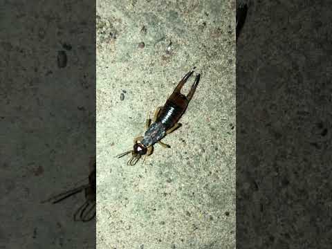 Côn trùng đuôi kìm Labidura riparia