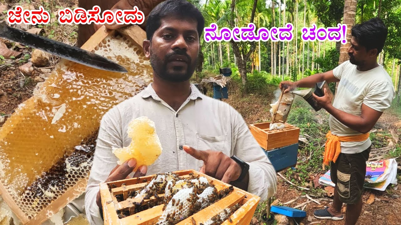 ಜೇನು ಕೃಷಿಯ ಕುರಿತು ಒಂದಷ್ಟು ಮಾಹಿತಿ! | honey bee farming in kannada