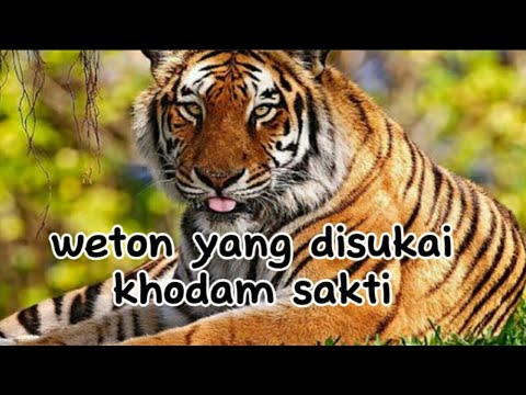 khodam sakti suka