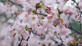Relaxing cherry blossom rain sound ASMR 1 hour Sleep inductionMeditationStudy