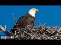 Sauces bald eagle  channel islands national park cams powered by exploreorg