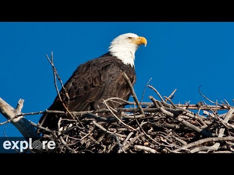 Sauces Bald Eagle - Channel Islands National Park Cams powered by EXPLORE.org