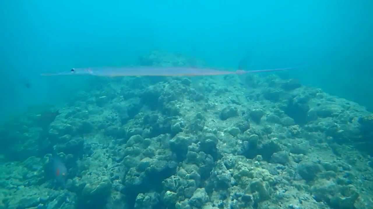 at Hanauma Bay, Oahu, Hawaii Snorkeling YouTube