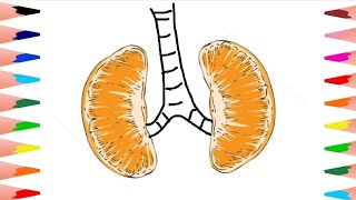 Kidney Drawing || Creating Art with Orange Slices