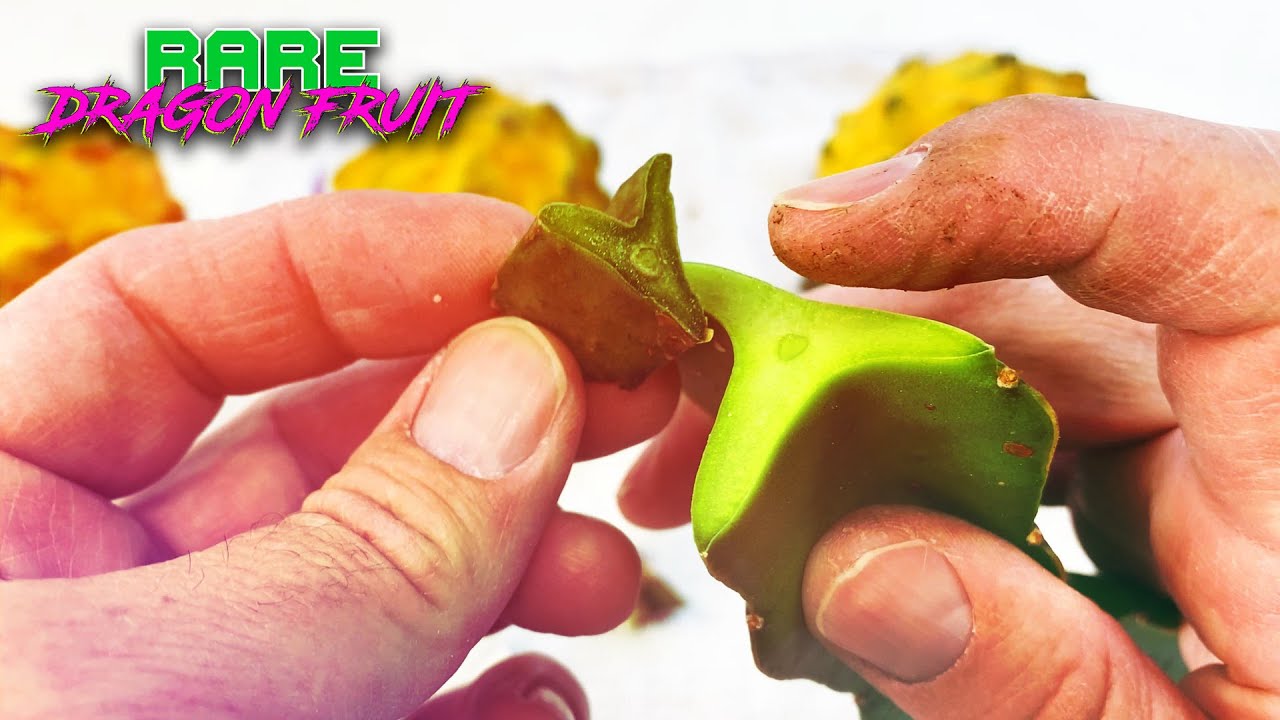 My YELLOW PALORA DRAGON FRUIT GRAFT was a SUCCESS / Amazing Dragon Fruit DNA / FRUIT BRIX of a 25