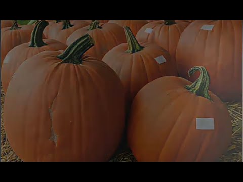 ОШКОВОК ЕКИШ СИРЛАРИ / Oshqovoq ekish sirlari/Seqrets of planting pumkins