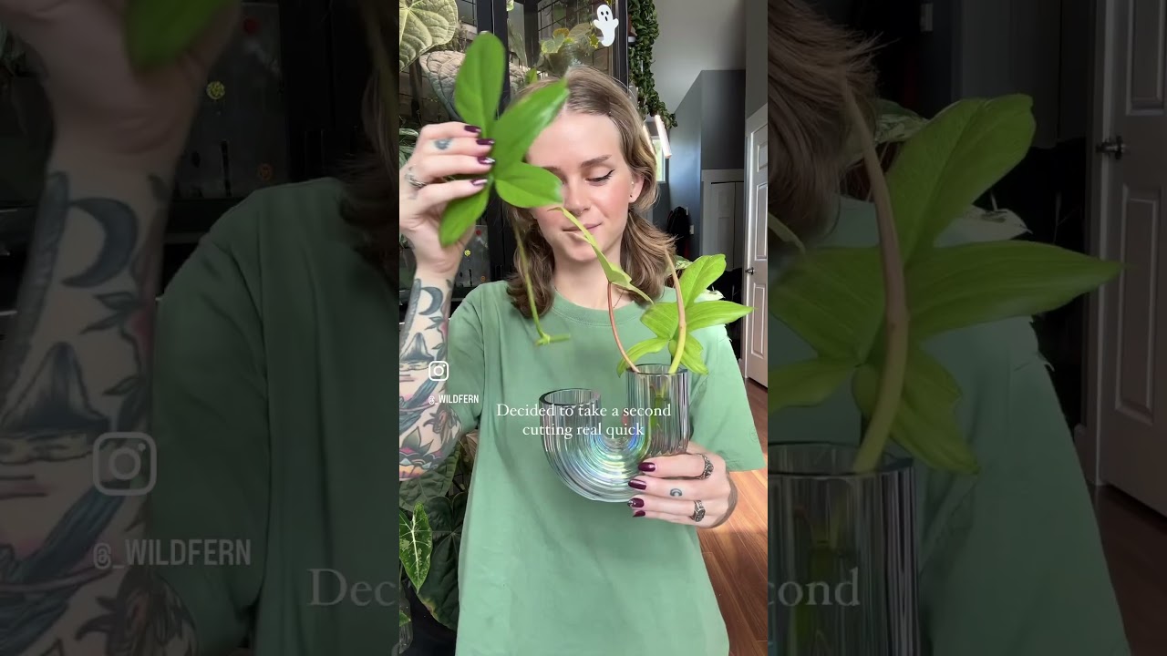 Water propagating my Philodendron florida ghost 🖤 