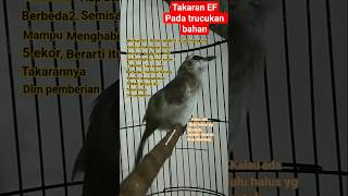 Download Lagu takaran pemberian EF pada burung bahan. #hobiburung #trucukanropel #trucukangacor #perawatanburung MP3
