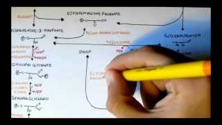 Human Metabolism Map III  Glycerols (Mono,Di, Tri) and Phosphatidic Acid