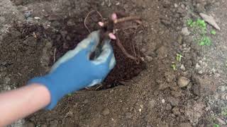 Peony Festiva Maxima - Planting Up Bare Roots