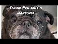 Elderly Pug At The Groomer