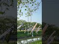 福井の春おすすめ観光スポット「きらめきロード中河」#shorts #short #Vtuber #歩音ティナ