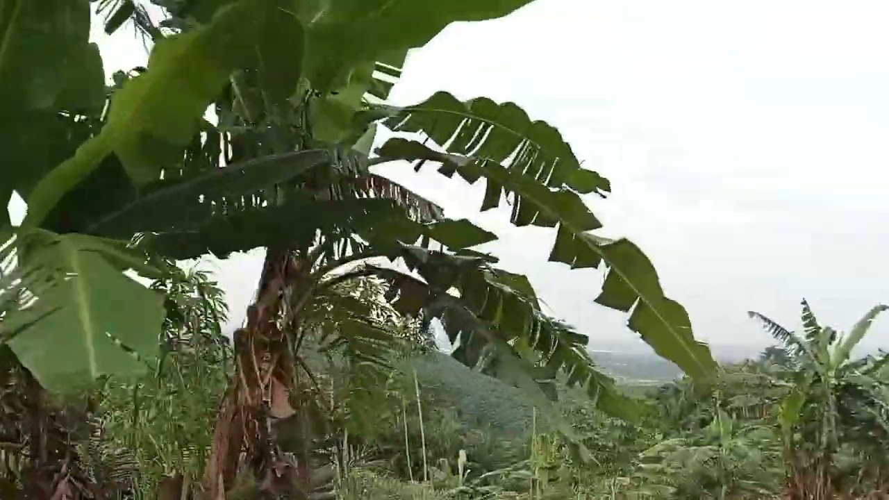 Mengayunkan langkah mengikuti jejak warga dipedesaan yang tak pernah berhenti berjuang