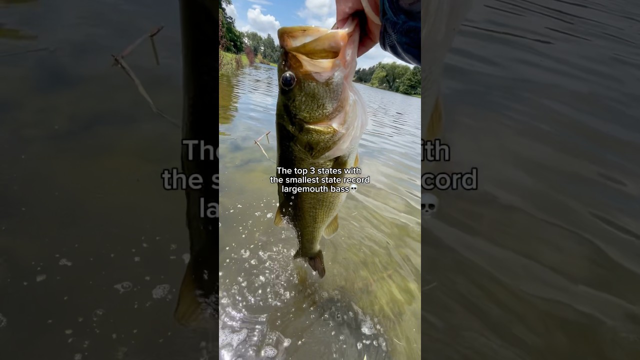 Top 3 states with the SMALLEST state record bass!💔 