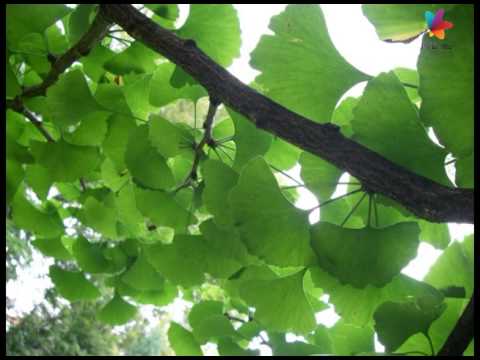 Video: Ginkgo biloba Prednosti - Savjeti za uzgoj stabala ginka