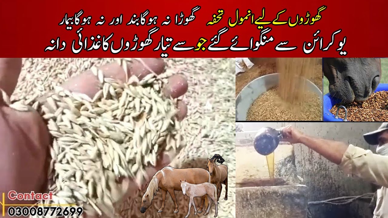 The Best Feed for Healthy Horses || Pressed Barley for horse || گھوڑوں کاغزائی دانہ