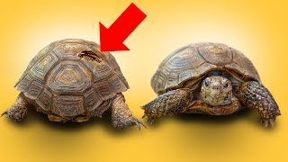 Tortoise Hit with Hammer Gets Forever Home!