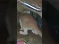 Mi gatito juguéton que adorable 🐈😄