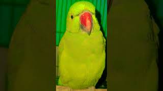 #funny #parrot #talkingparot #funnyanimal #nonstoptalkingparrot #funnybird
