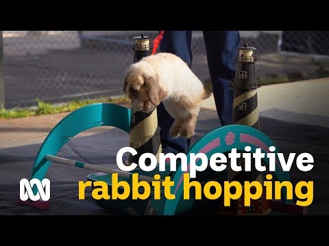 Video: Ting Var ‘Hoppening’ På Crawford County Fair Rabbit Hopping Contest