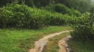 Bandipur National Park And Resaerv Forest ,,