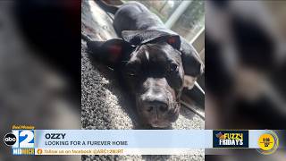 How You Can Adopt Ozzy Today Guide