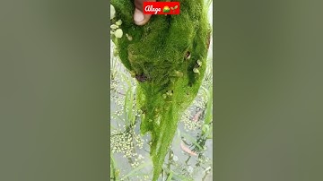 Algae 🌱🌄🌱 #shorts #trending #viral #plants #algae