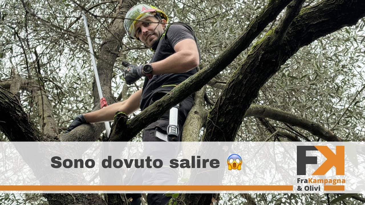 Poto un olivo di 15 metri 😬