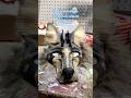 @TheFreckledSika almost done! #furry #dinomask #fursuiters #fursona #otherkin #alterhuman