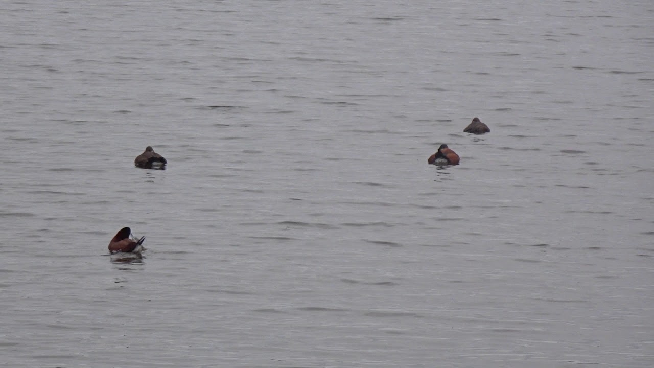 Rosse Stekelstaarten in Vogelplas Starrevaart
