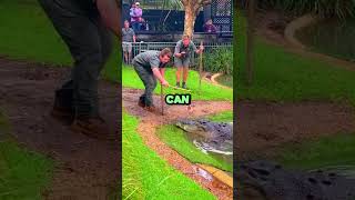 As A Crocodile Launched A Surprise Attack On Its Keeper...