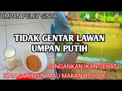 Langsung Tes !! CARA MERACIK UMPAN IKAN MAS JARUH ATAU SUSUH MAKAN