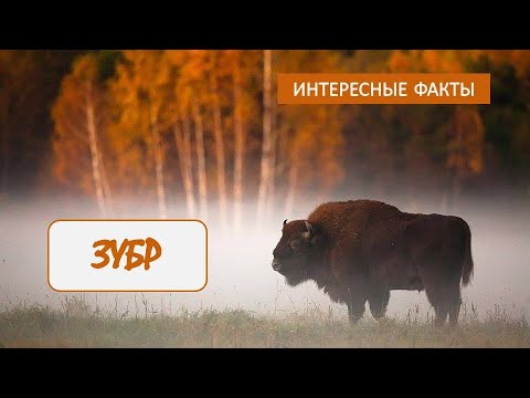 ЗУБР🐂/Копытные/Животные/Интересные факты