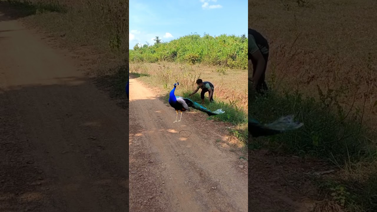 peacock 🦚🦚 catching 