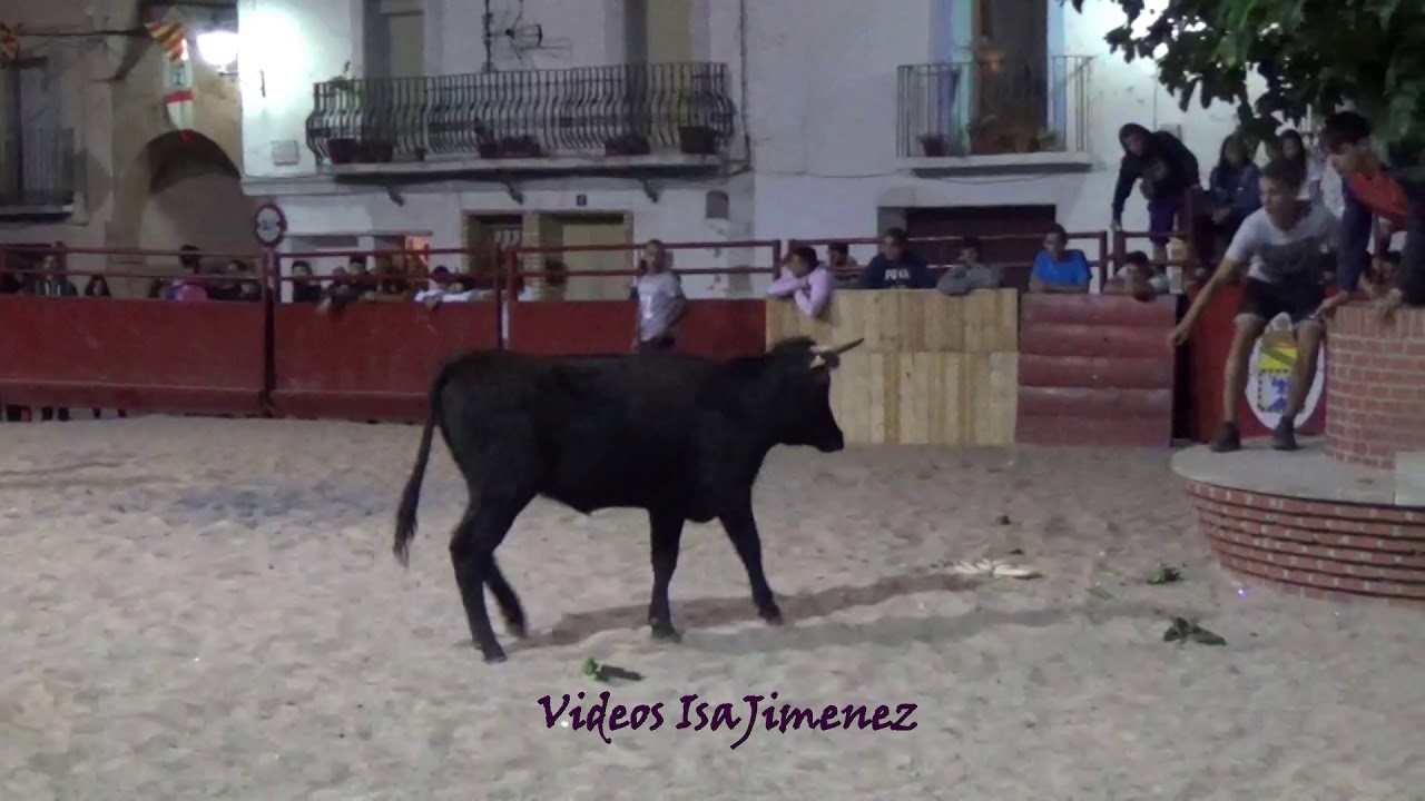 Bárboles (Zaragoza) - Vaca 4 - 05/10/2019 - HD