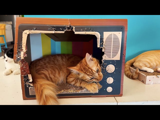 Raised on TV - Shining On (Official Video)