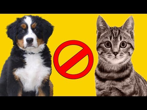 Почему собаки не любят кошек?