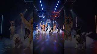 Dogs Do The Most Viral Tiktok Dances
