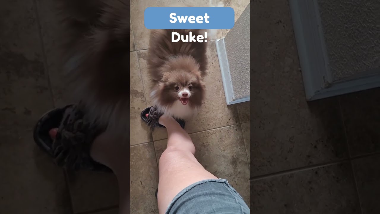 My Big Buddy Pomeranian Dogsofyoutube Aboutpoms Cutedogsshorts Cutedog