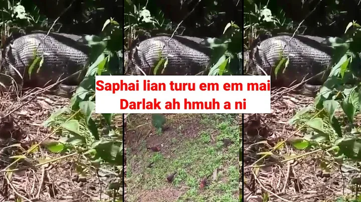 Darlak khuaah Saphai lian em em mai hmuh a ni [15....