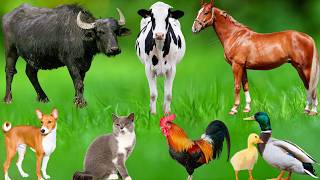 Farm Animal Collection: Elephant, Cat, Chicken, Dog, Cow, Sheep, Goat, Monkey – Farm Animal Sounds