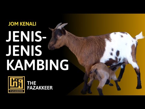 Video: Menjaga Kambing Di Negara Ini