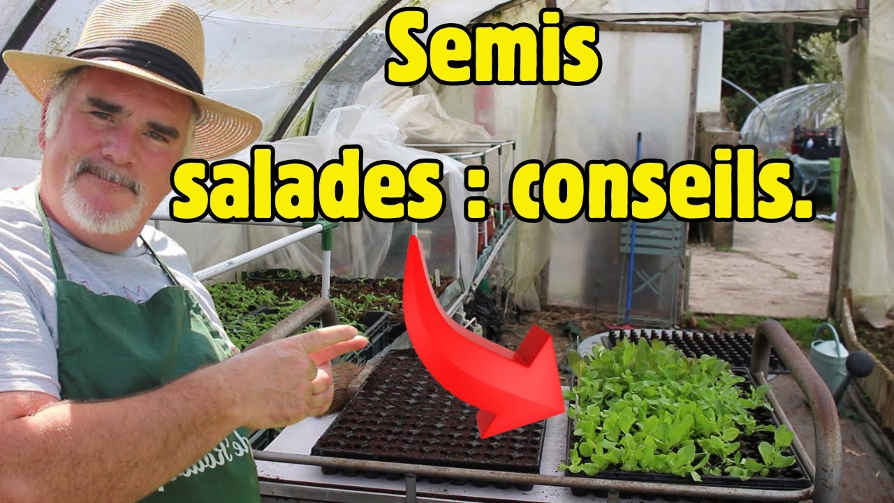 Comment réussir ses semis de salade?