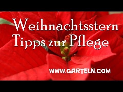 Video: So Pflegen Sie Den Weihnachtsstern Zu Hause