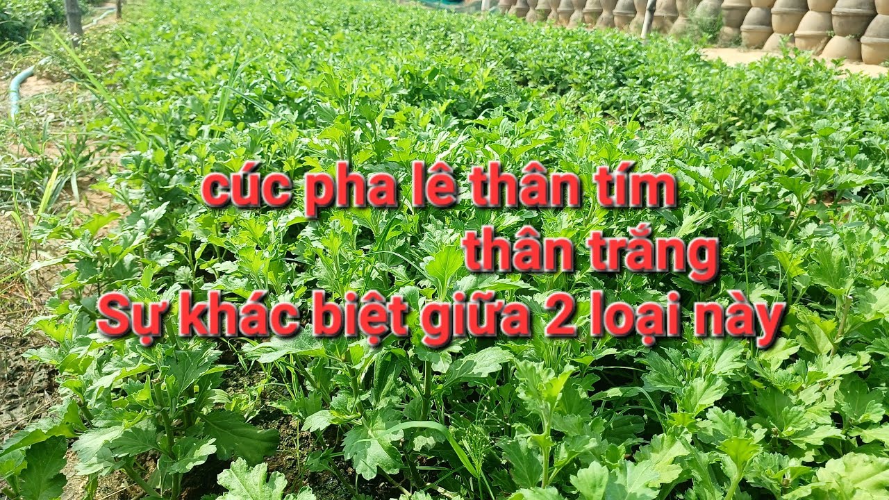 Một vài đặc điểm giúp phân biệt 2 loại cúc pha lê thông dụng