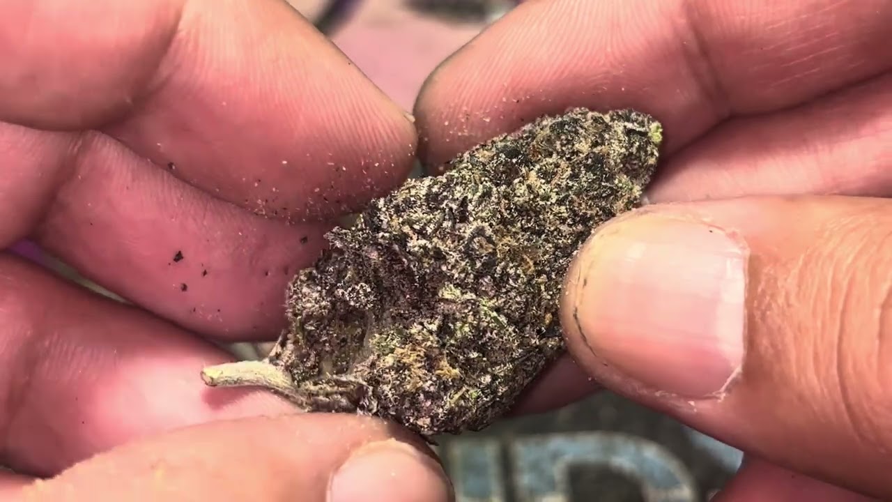 Tesoro Hemp - Злаковое молоко 🥣 🥛 Цветок ТГК для выращивания в помещении