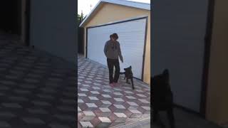 Neden Evinizde , Yerinde Köpek Eği̇ti̇mi̇ Terci̇h Etmeli̇yi̇z ?