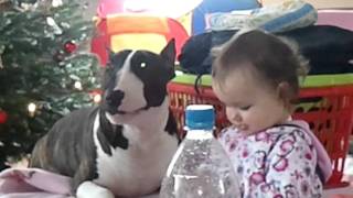 Bullterrier satisfy  Baby